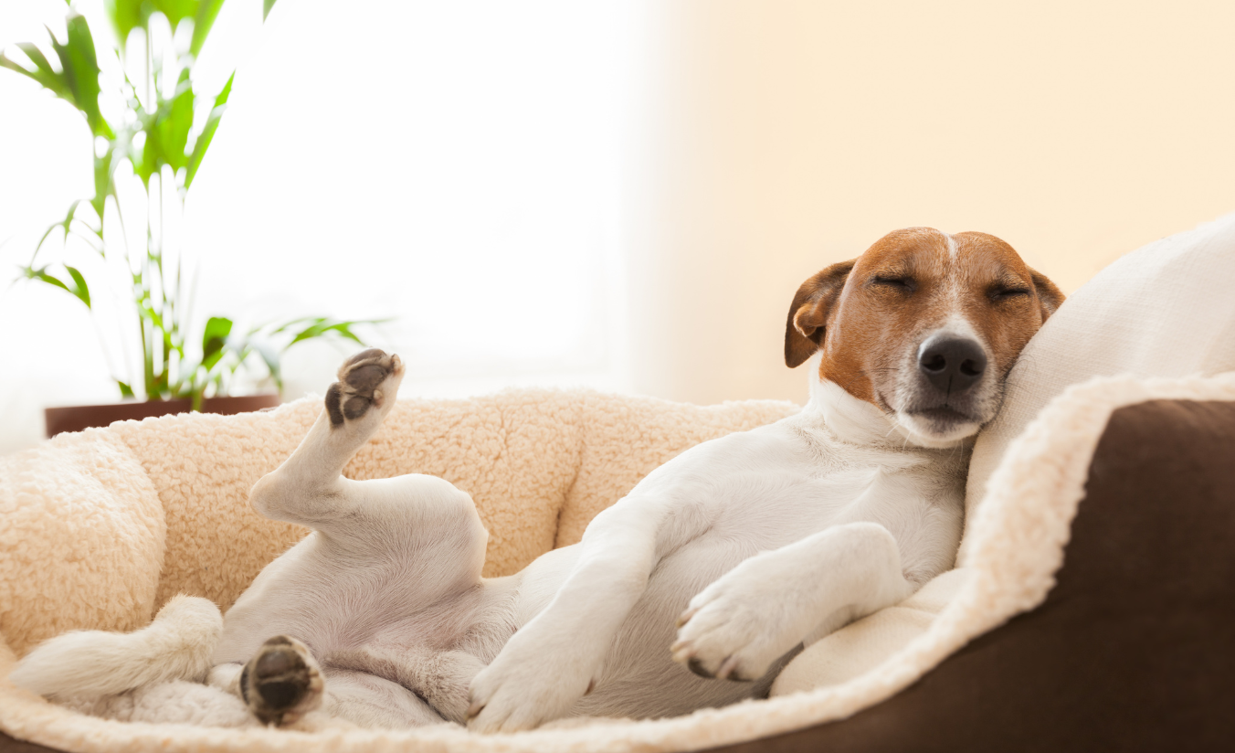 Cachorro de pequeno porte descansando em um quarto de hotel pet friendly em Sorocaba