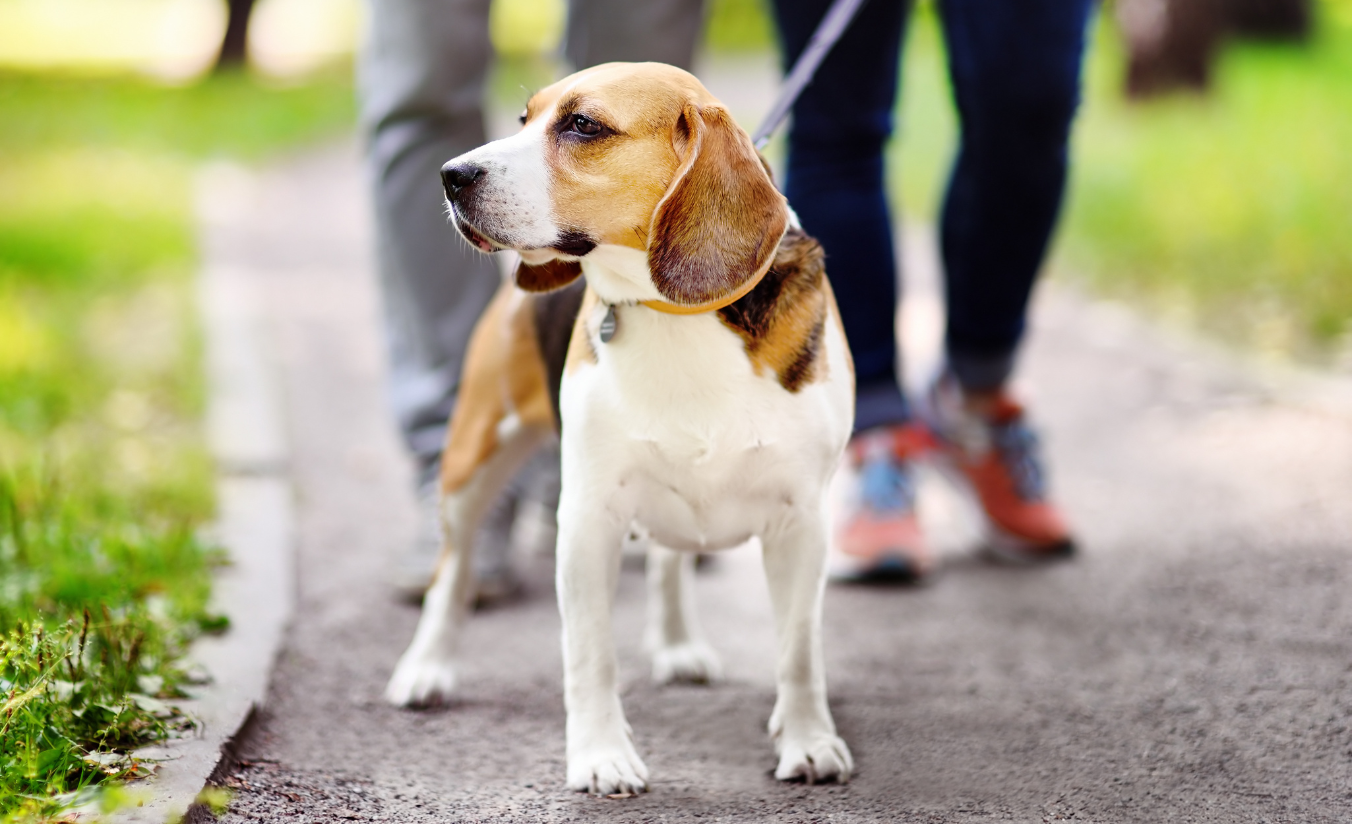 Casal caminhando com cachorro em parque arborizado de Sorocaba, destino ideal para turismo pet