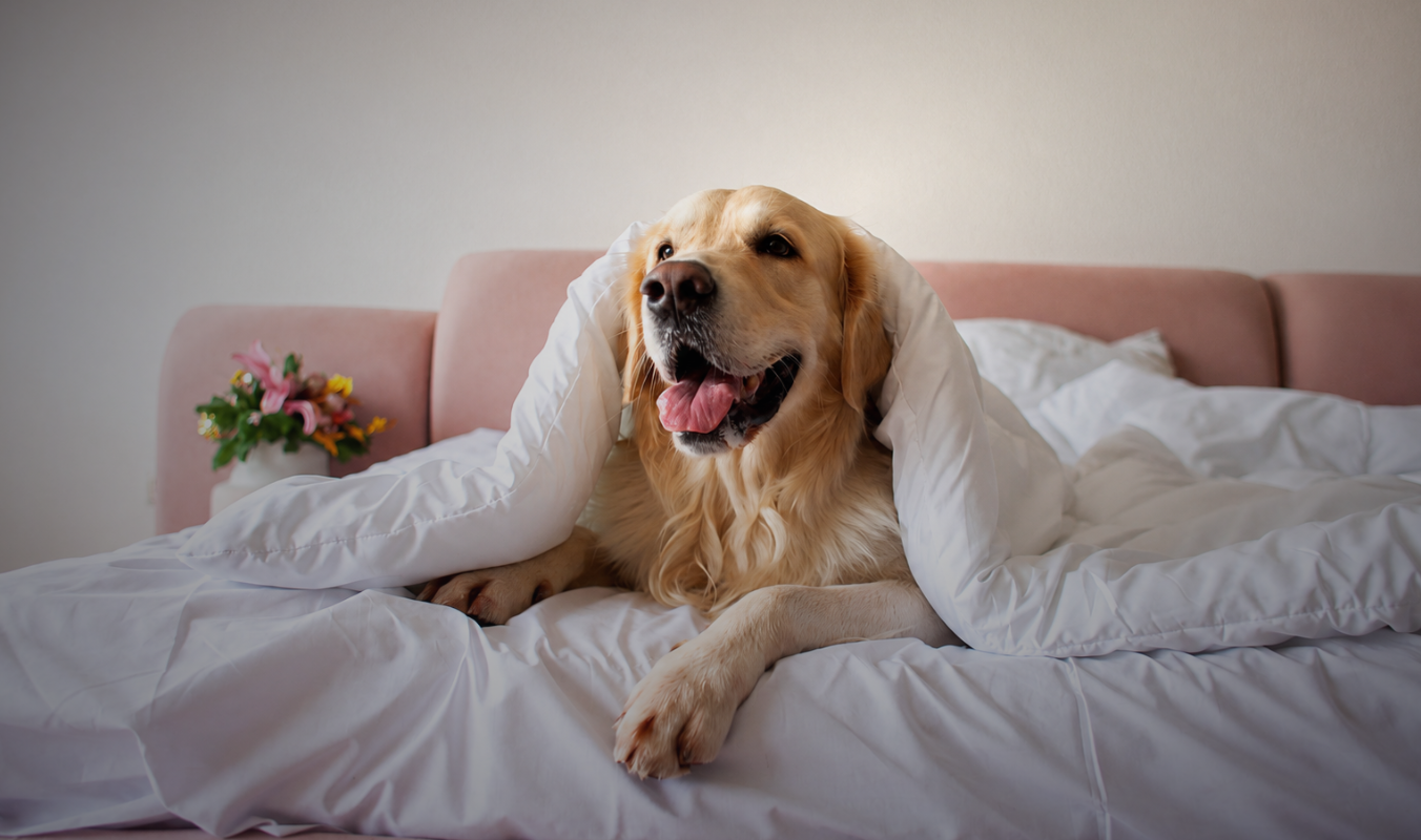 Hotel pet friendly em Sorocaba a comodidade que faz a diferença na viagem com o seu cachorro