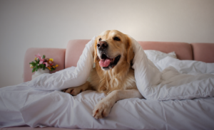 Hotel pet friendly em Sorocaba a comodidade que faz a diferença na viagem com o seu cachorro
