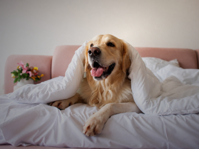 Hotel pet friendly em Sorocaba a comodidade que faz a diferença na viagem com o seu cachorro